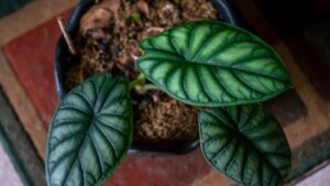 big leaf plants