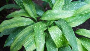 big leaf plants