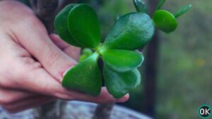 jade plant propagation