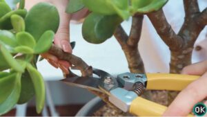 jade plant propagation