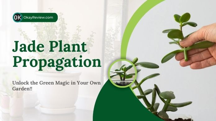 jade plant propagation