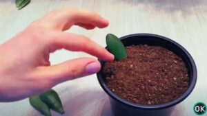 jade plant propagation