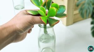 jade plant propagation