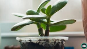 jade plant propagation