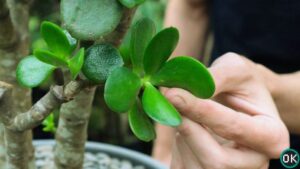 jade plant propagation