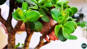 jade plant propagation