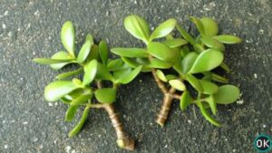 jade plant propagation