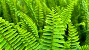 big leaf plants