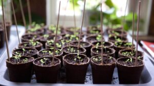 calibrachoa seeds