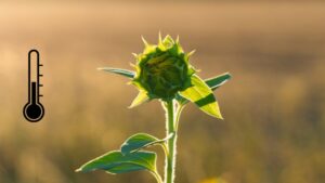 flower wilting