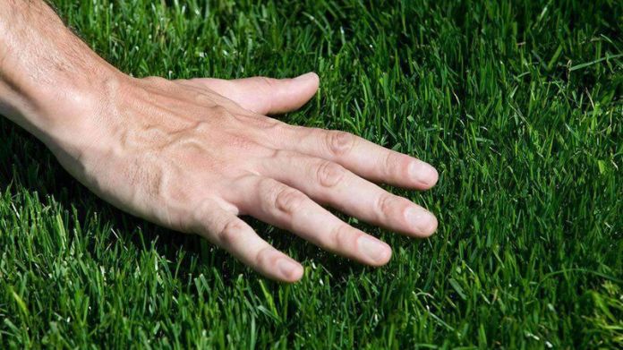 How to Choose the Best Grass for Dogs & Yards [8 Best Grass]