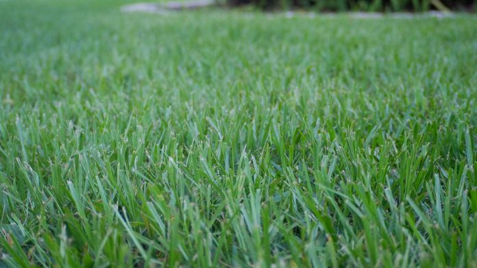 Picture of How to Choose the Best Grass for Dogs & Yards [8 Best Grass]