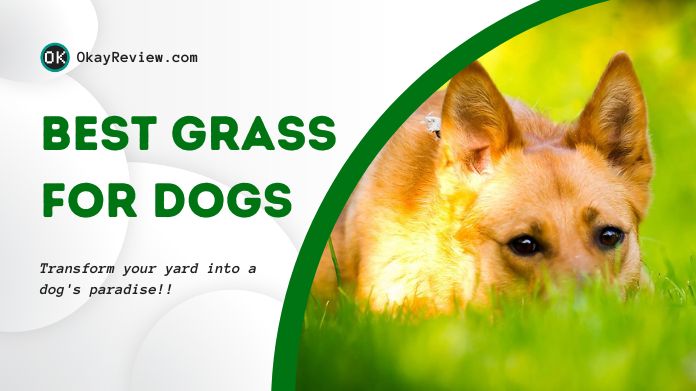 best grass for dogs