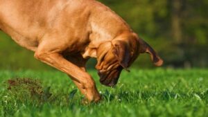 artificial grass for dogs