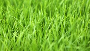 best grass for dogs