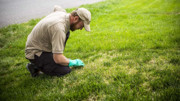 lawn dethatching