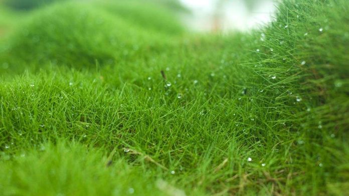 How to Choose the Best Grass for Dogs & Yards [8 Best Grass]