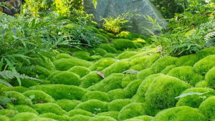 moss lawn