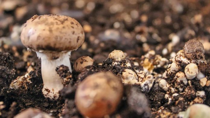 mushroom compost