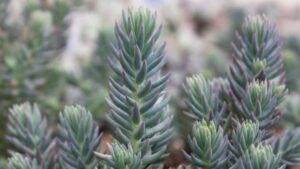 succulent ground cover