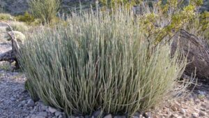 succulent ground cover