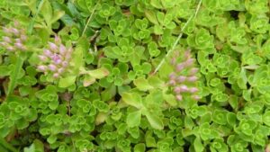 succulent ground cover