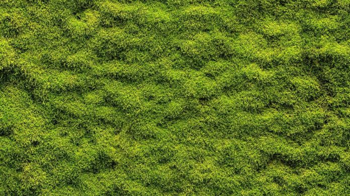 moss lawn