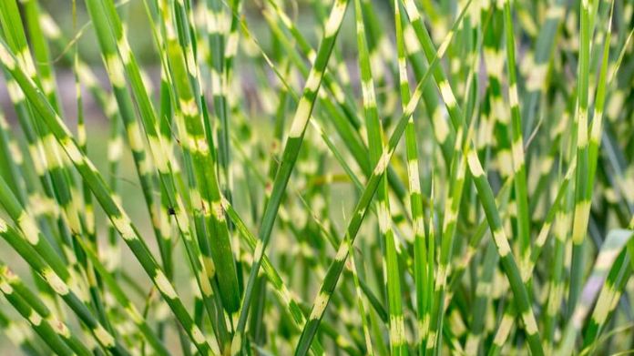 zebra grass