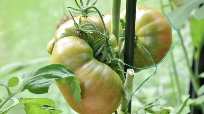 pineapple tomatoes