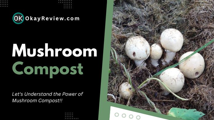 mushroom compost