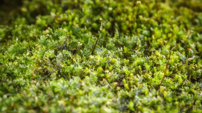 moss lawn