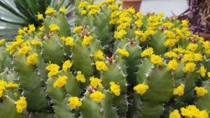 succulent ground cover