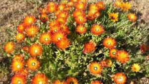 succulent ground cover