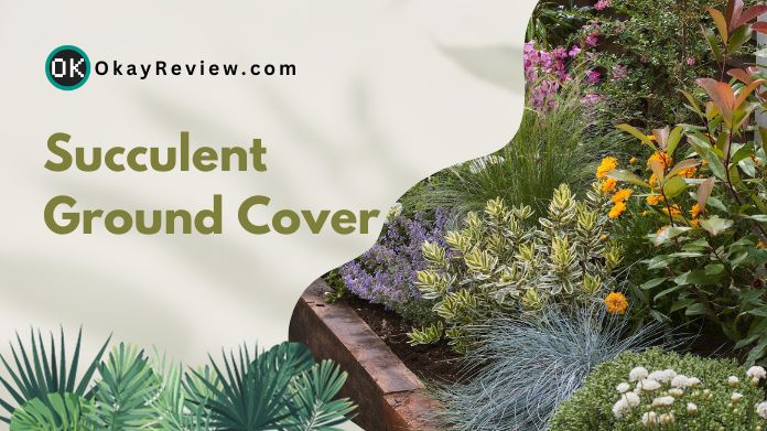 succulent ground cover