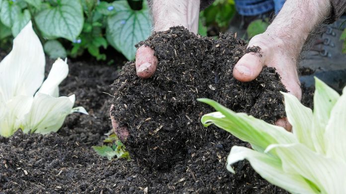 mushroom compost