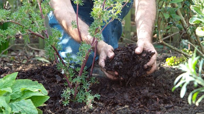 mushroom compost