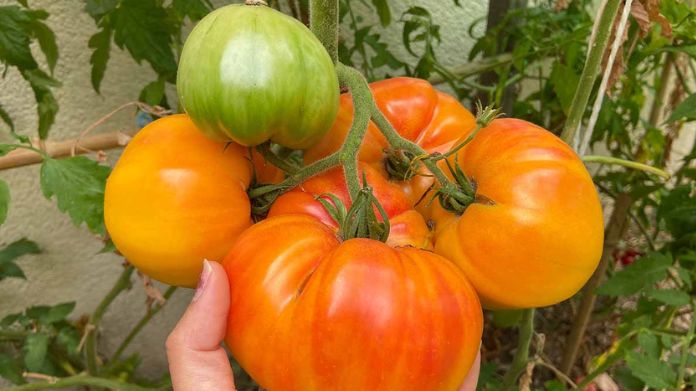 pineapple tomatoes