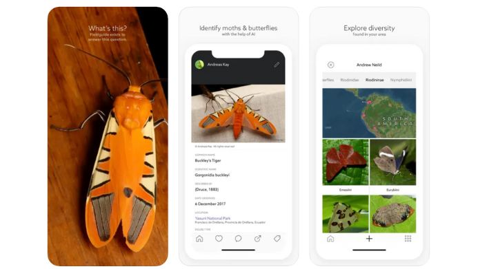 insect identification app