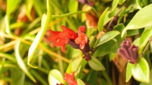 lipstick plant