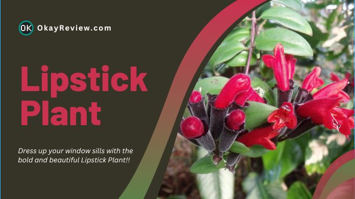lipstick plant