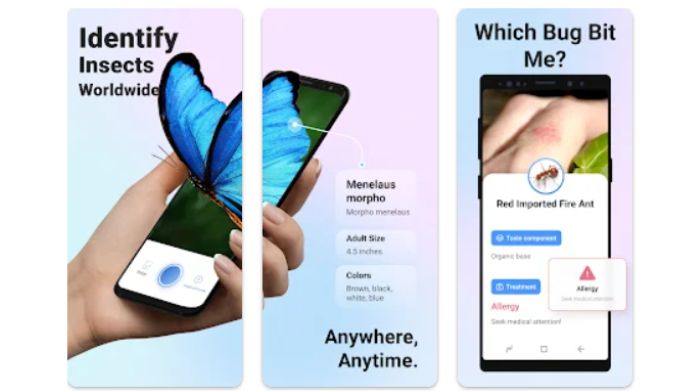 insect identification app