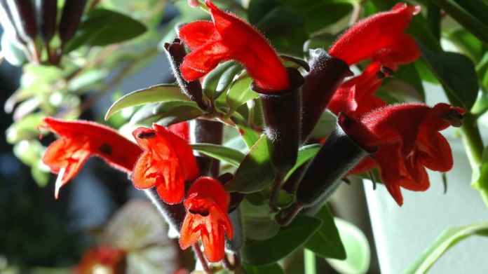 lipstick plant