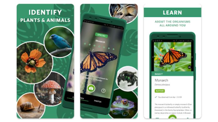 insect identification app