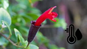 lipstick plant