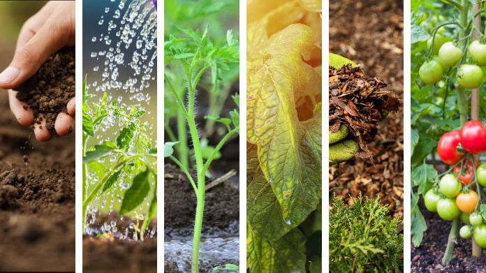 how often water tomato plants