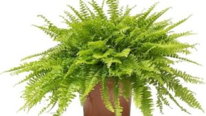 types of ferns plants