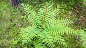 types of ferns plants