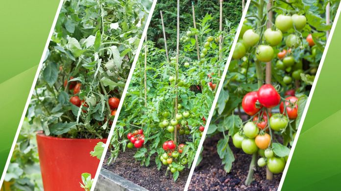 how often water tomato plants