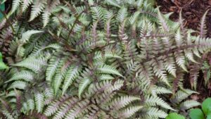 types of ferns plants