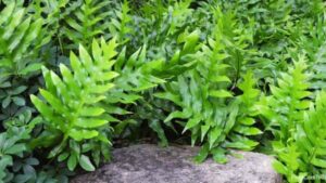 types of ferns plants